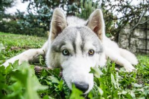 Utah Dog Bites and Premises Liability