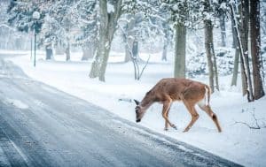 Who Pays For The Damages When a Car Hits A Deer?